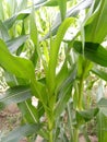 MaizeÃÂ & x28;/meÃÂªz/ÃÂ MAYZ;ÃÂ Zea Mays; Young Stalks Royalty Free Stock Photo